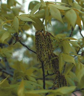 Juglandaceae - Wayne E. Manning Herbarium